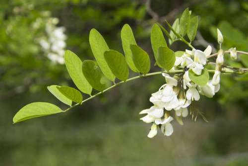 Rameau Acacia Flowers Spring Nature White Green