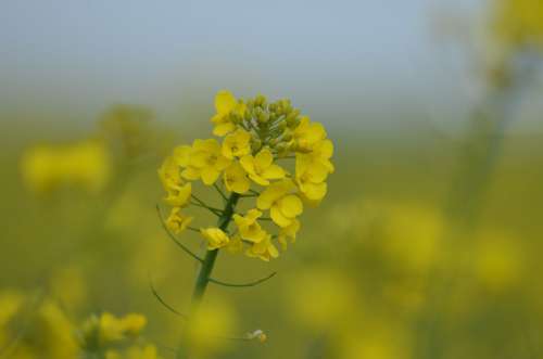 Rapeseed Oil Flower Yellow Nature Spring Plants