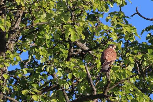 Raptor Falcon Bird Of Prey Feather Tree
