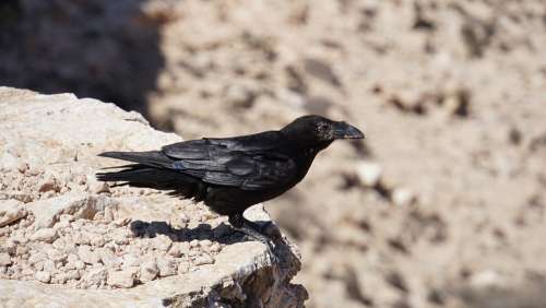Raven Crow Bird Animal Black Rock Stones