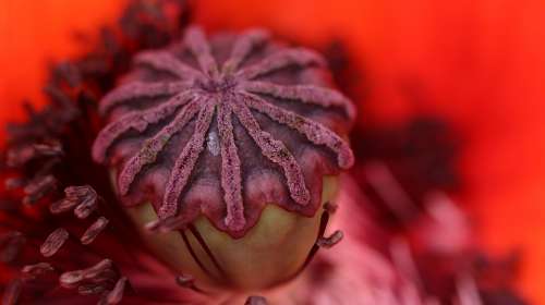 Red Poppy Blossom Bloom Blossomed Macro Nature