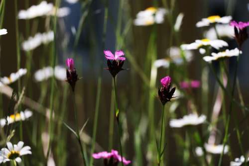 Red Campion Pink Flower White Magerite Wild Meadow