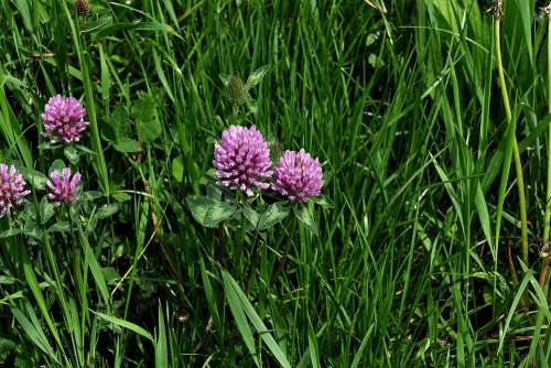 Red Clover Flowers Pointed Flower Violet Meadow