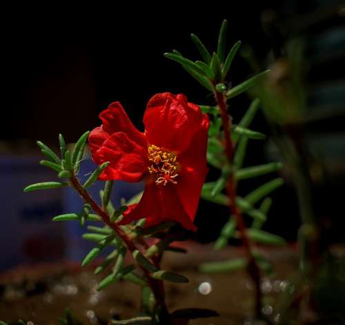 Red Flower Petals Red Nature Rose Bloom Blossom