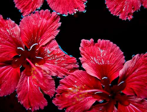 Red Flowers Floating Water Red Flower Nature