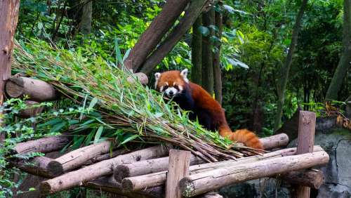 Red Panda Panda Animal Bamboo Furry