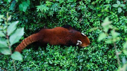 Red Panda Mammal China