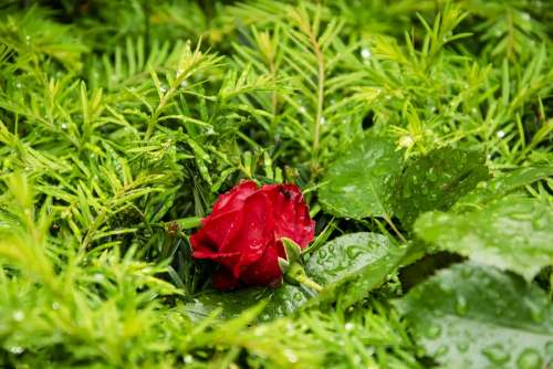 Red Rose Rose Flower The Petals Floral Noble Love