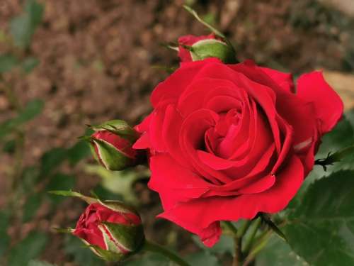 Red Roses Buds Romantic Flower Bloom Nature