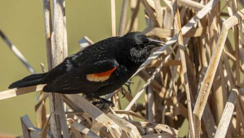 Redwing Blackbird Eyes Marsh Bull Rushes Reeds