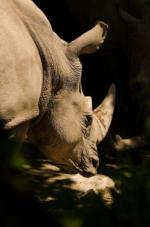 Rhino White Rhino Rhinoceros Pachyderm Horn Mammal