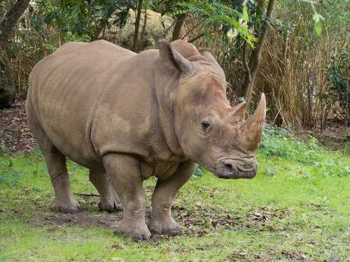 Rhino Zoo Rhinoceros Mammal Horn Nature Safari