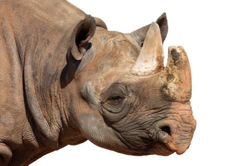 Rhino Animal Africa Animal World Pachyderm Panzer