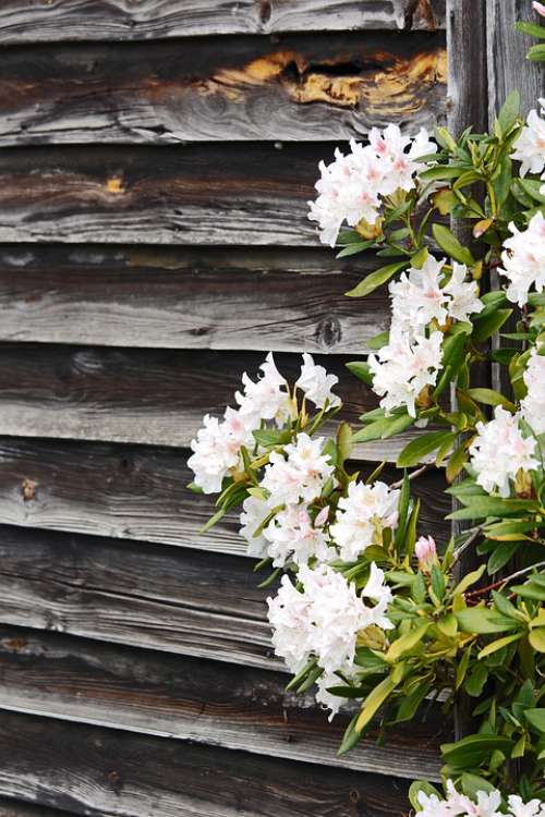 Rhododendron Wooden Wall Spring Garden Nature