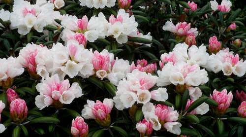 Rhododendron Azalea Flower Spring Garden Flowering