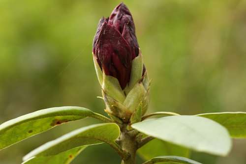 Rhododendron Flower Bud Nature