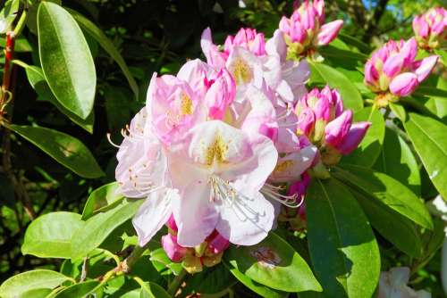 Rhododendrons Flowers Pink White Friendly Garden