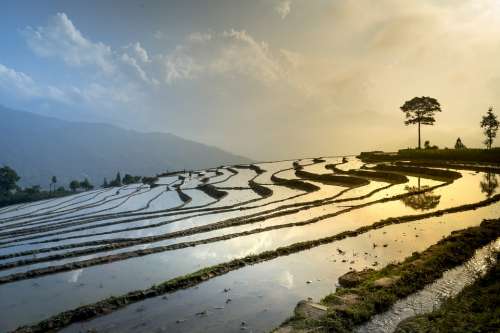 Rice Field Nature Landscape Season