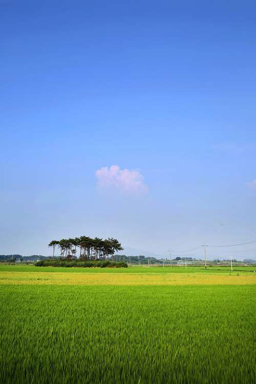Rice Paddies Ch Rural Landscape Field Nature S