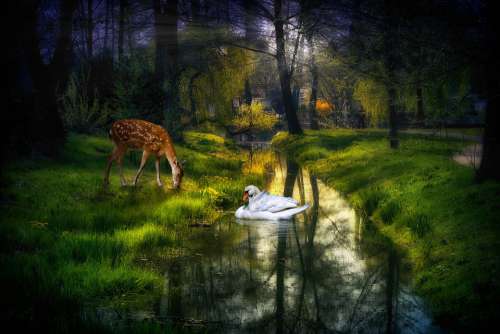 River Bach Nature Fairytale Swan Roe Deer