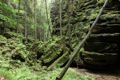 Rock Landscape Gorge Mood Forest Schroff