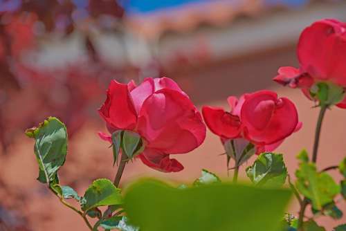 Rosa Flowers Garden Petals Red