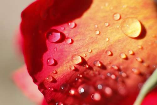 Rosa Love Drop Reflection Romantic Nature Petals