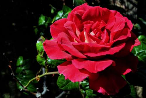 Rosa Flower Plant Romance Beauty Love Bloom