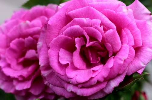 Rosa Zéphirine Drouhin Rose Romantic Rose Garden