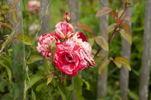 Rose Red Flower Blossom Bloom Romantic Nature