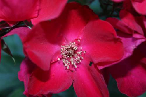 Rose Macro Close Red Flower Nature Love Blossom