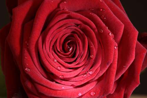 Rose Red Flower Beauty Morgentau Blossom Bloom