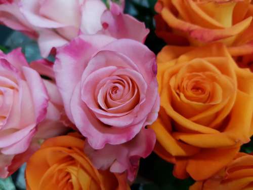 Rose Roses Rosaceae Pink Orange Composites