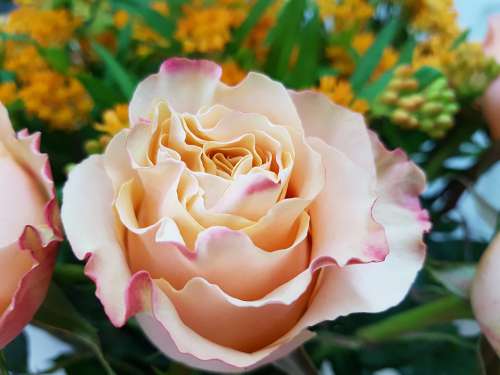 Rose Roses Rosaceae Peach Composites Flowers Bud