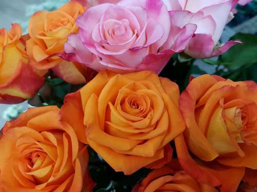 Rose Roses Rosaceae Orange Pink Composites