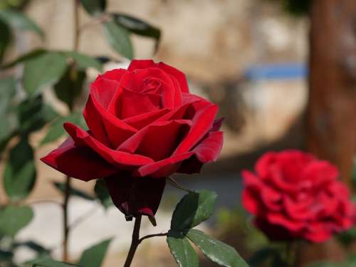 Rose Red Cyprus Garden Blossom Bloom Rose Bloom