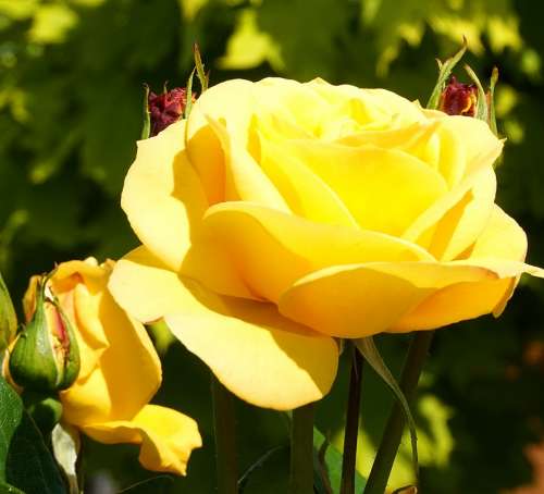 Rose Yellow Blossom Bloom Flower Nature Floral