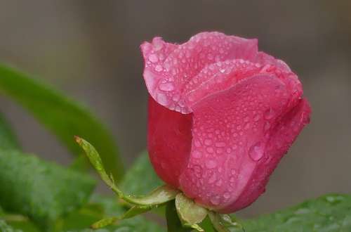 Rose Drip Flower Blossom Bloom Drop Of Water