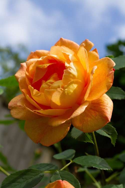 Rose Summer Rose Garden Petals Fragrance