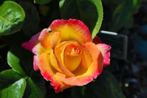 Rose Flowers Petals Romantic Orange