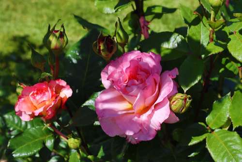 Rose Pink Flowers Rockrose Garden Petal Summer