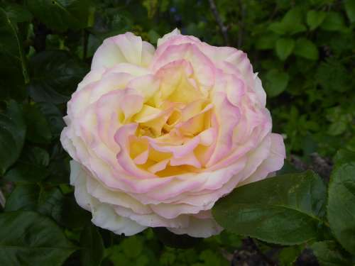 Rose Fragrance Blossom Bloom Yellow Romantic