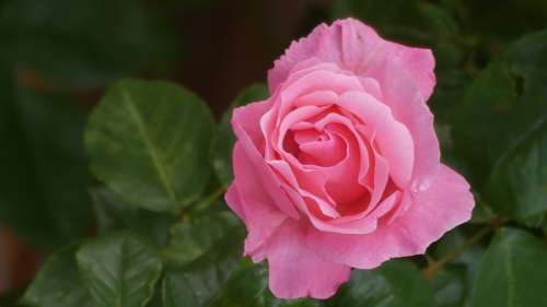 Rose Garden Flower Nature Pink Bloom