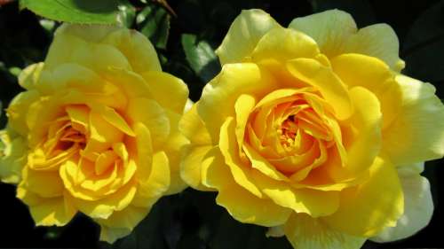 Rose Yellow Rose Flower Blossom