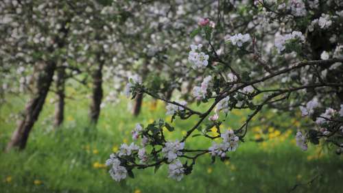 Sad Fruit Trees Apple White Flowering Petal Boost