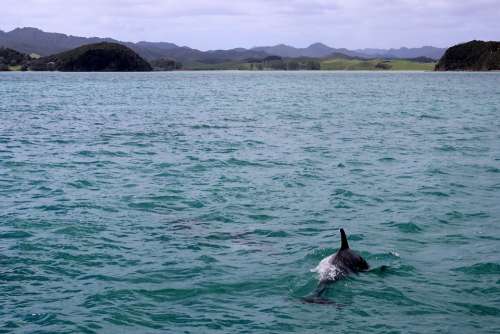 Sea Dolphin Marine Mammals Dolphins Swim Landscape
