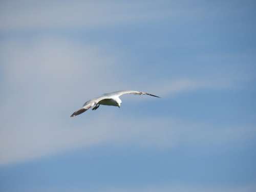 Seagal Flying Sky Freedom Nature Animal Flight