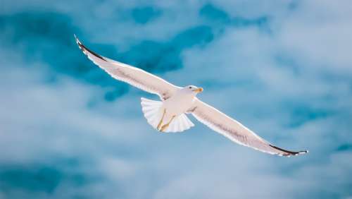 Seagull Portugal Algarve Flight Sky Freedom Bird