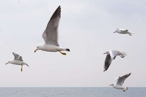 Seagull Sea Birds Wing Flight