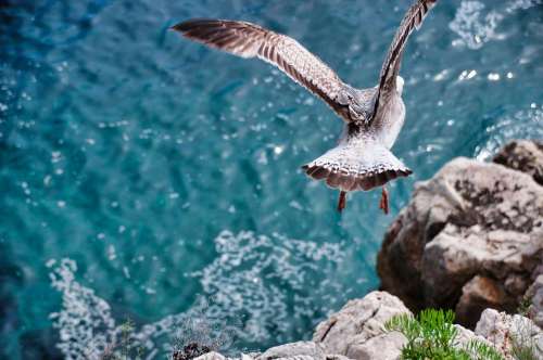 Seagull Flight Fly Movement Freedom Nature Sea